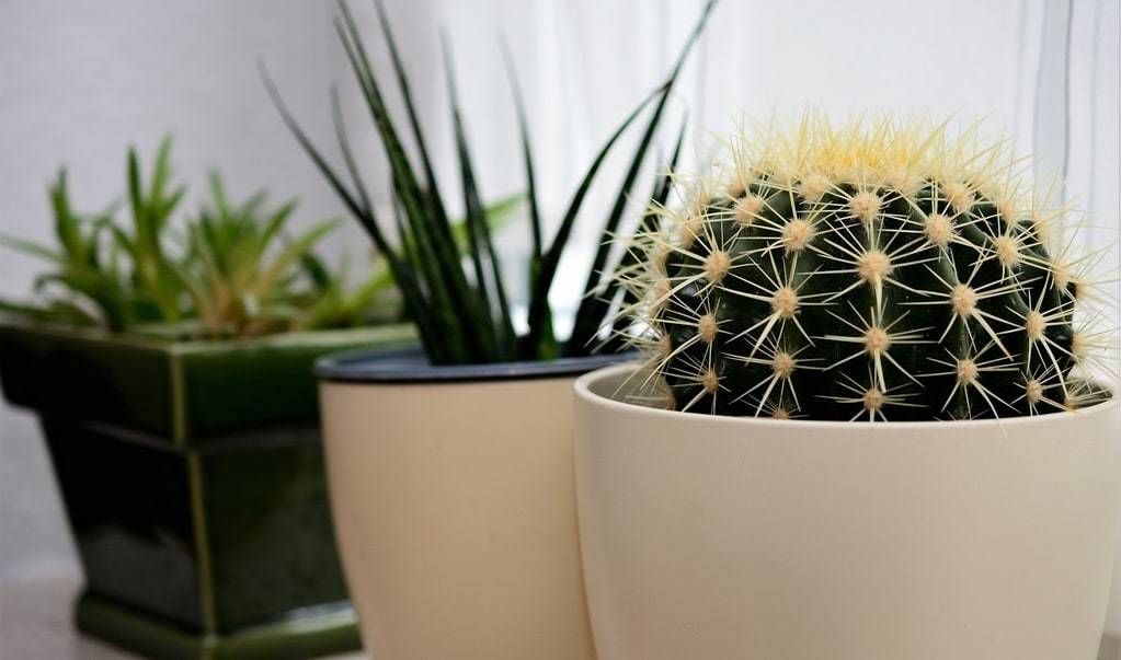 L'importance des plantes pour un environnement de travail sain